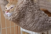 【画像】 うちのねこ、初めは寄り付きもしなかったのに今ではすっかりお気に入りのご様子です【再】