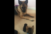 生後2週間の子猫たちにビビりまくってしまうシェパード犬  海外の反応