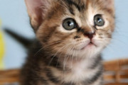 【狼が】猫が初めてマンウィズを見た結果ｗｗｗｗｗｗｗ【喋ってるだと…！？】