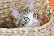 【猫を飼う費用】年収400万円独身ですが、どれくらい？準備は？