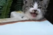 【動画】 猫系youtuber「あっ！洗濯機の排水溝に子猫詰まってる！助けなきゃ！！」ﾊﾟｼｬ ← こんなことあるのか・・