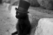 【ねこ画像】クロとシルクハット、靴はいたねこ ほか