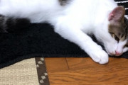 保護した猫が来てから半年