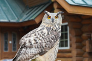 フクロウ撮ったった！
