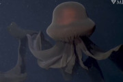 【画像】深海1000mにてカッコよすぎる生き物が発見されるｗｗｗｗｗｗｗｗｗｗｗｗｗｗｗｗ