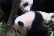 海外「日本ってパンダ好きだな」上野動物園で双子の赤ちゃんパンダが3日間限定で公開！（海外の反応）