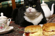 英国外務省勤務の猫、過食とストレスで一時休職していたが半年ぶりに公務に復帰、餌を与えすぎぬよう職員に指示命令