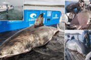 【デカすぎ】重量約1600kg 超巨大ホホジロザメが研究者らによって捕獲される　カナダ沖