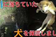 【感動】YouTuberさん、偶然川に落ちていた犬を見つけ保護してしまう！これもう奇跡だろ…