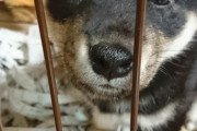 【柴犬画像】本日迎えました、ふかふかこいぬ、わんこののぞき見【再】