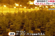 ベトナム人さん、うっかり農場レベルで大麻を栽培してしまう