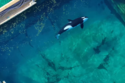 【動物愛護団体】『イルカショーは可哀想！』と廃園に追い込んだうえ、日本への輸送計画も捕鯨してるからと反対し、結果シャチたちは劣悪な環境のプールに置き去りに…(フランス)