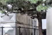 【動画】木に殺虫剤を撒いたら大量の蛾の幼虫がw(ﾟoﾟ)w
