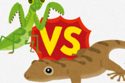 【一触即発】カマキリVSヤモリ
