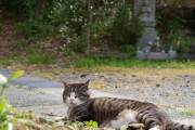 【ねこ画像】お寺のキジシロ、ふさふさねこ【再】