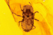 【古生物】恐竜の羽毛を食べる昆虫がいた！１億年前の琥珀から発見
