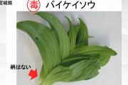 【宮城】有毒植物「バイケイソウ」食べた60代男性が腹痛・吐き気の食中毒“加熱しても毒消えない”最悪死に至る植物と山菜の違いは