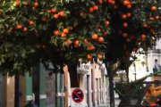【動画】スペインでは街路樹がオレンジの木で、もちろん食べるために収穫される