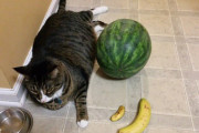 【わんにゃん画像】果物にかこまれる、隙間からの脱出 ほか【再】