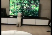 【動画】イヌ、チーターに憧れる