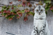 【ねこ画像】お外のねこ、ねこカフェのねこ【再】