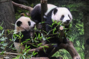 中国と対立している日本、パンダ無保有国になる…来月最後の2匹を返還＝韓国の反応