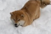 海外「だから柴犬が好き」柴犬が雪の上で飛び跳ねる動画が可愛すぎると話題に（海外の反応）