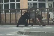 【札幌】クマと対峙した自衛隊員の末路がこちら…