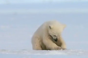 【動画】白くまちゃん、びっくりしてしまう