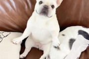 【悲報】イッヌ、ソファーを占領