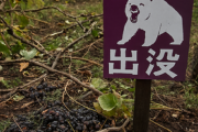 キャンベルやナイアガラなど15キロ食い荒らされる　観光ブドウ園でクマの被害　前日も同じ地域で目撃情報