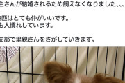 飼い主「結婚するから飼ってた犬と猫を手放します」（施設にポイッ）