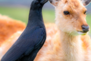 鹿とカラスの関係が合理的すぎて感動wwww