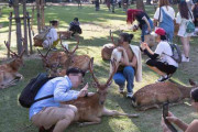 浅草寺の手水で洗髪、奈良公園の鹿を叩く…近隣住民が困惑する「迷惑な外国人観光客」の言動