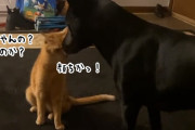 これは速い！猫の格闘技が華麗に決まりすぎて犬ワンラウンドKO