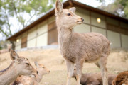 奈良公園の鹿クソすぎるｗｗｗｗｗｗｗｗｗｗｗｗｗｗ