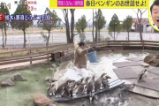 【悲報】 オードリー春日、生中継でペンギンの池に飛び込み炎上