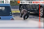 相次ぐクマ被害…ついに都内にも出没！　駐車場を小走りに駆け抜ける「子グマ」　東京都内ですでに目撃情報130件