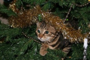【ねこGIF】クリスマスツリーと猫さん…今年も破壊神が荒ぶる季節となりましたwww