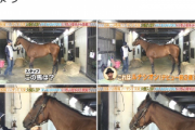 ●見分けがつかない競走馬