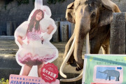 “あーりん×金沢動物園” コラボスタート！｢ゾウをあーりんが紹介してくれます」｢音声は昨日の17時30分収録との事」｢ポスターGET!」
