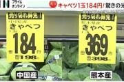 【食卓の救世主】1玉184円！中国産など『輸入キャベツ』　国内産高騰で輸入量19倍以上…専門家「苦肉の策で販売」