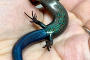 【画像】きっしょいトカゲが見つかる