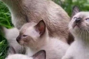 【ねこGIF】飼い主さんの不思議な行動に焦る猫さん…これはかなりドン引きのご様子ですwww