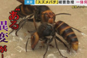 スズメバチ被害が前倒しで多発…例年秋に増加も“暑すぎる夏・早い梅雨明け”が原因