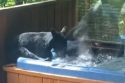 何勝手に人の風呂に入ってるんだよ！露天風呂に気持ち良さそうに入るクマ一家。海外の反応