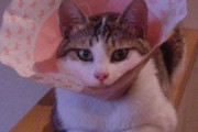 今日ねこの去勢手術してきた  縫わずにボンドで処置したらいんだけどお尻舐めて仕方ない  みなさん術後カラーつけましたか？【再】