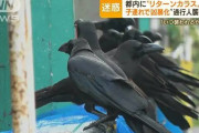 民度が低い証明　〜　【国内】　“リターンカラス”　新大久保に大群…「韓国料理」が好物？　“凶暴で襲撃”も