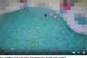 【悲報】鳥羽水族館のラッコのライブ配信、カスハラが酷すぎて飼育係に全モザイク処理が決定ｗｗｗ