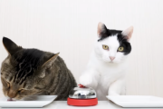 「猫の可愛さは不変だ」ベルを鳴らしたら餌が出てくる動画に視聴者が釘付け　海外の反応
